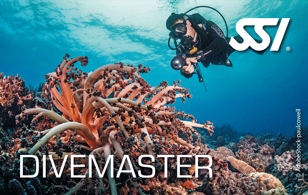 DIVEMASTER: El Camino al Liderazgo Profesional